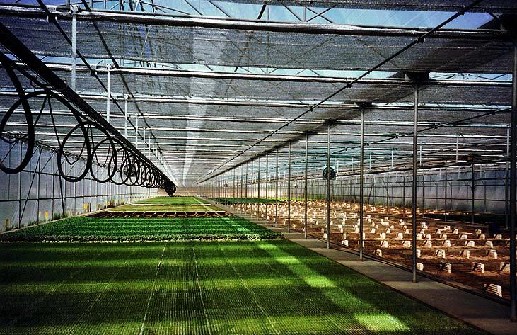 El uso de pantallas termorreflectoras en el invernadero es uno de los instrumentos más eficaces de control climático Control climático y ciclo de cultivo MIQUEL 
