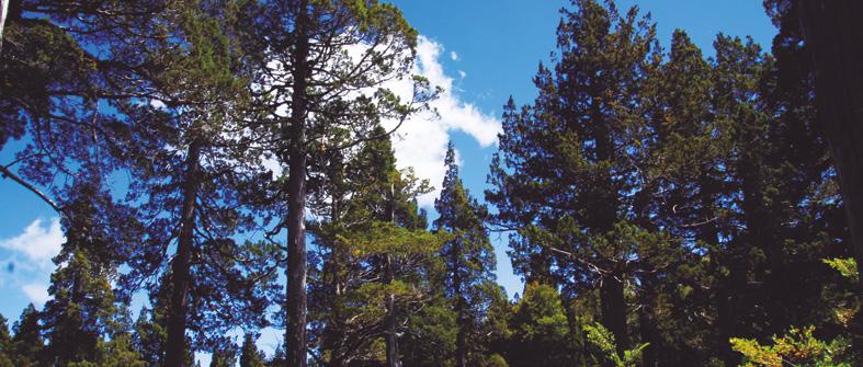 Selección de FFEE Regionales Nota Técnica ENCCRV Distribución y Representación de Tipos Forestales Es importante resaltar la distribución y representación de Tipos Forestales en las regiones del Área