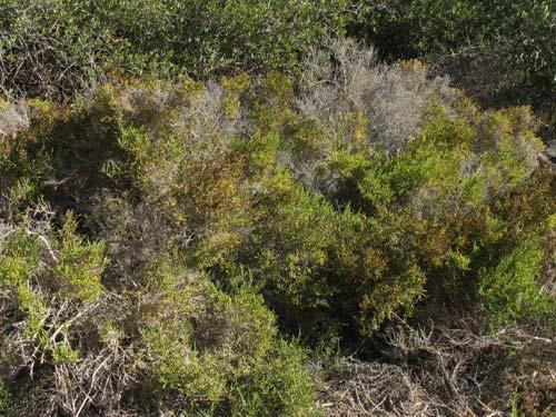 CHAMIZO (Atriplex canescens) Arbusto nativo del centro y norte de México, que se desarrolla muy bien en zonas áridas y