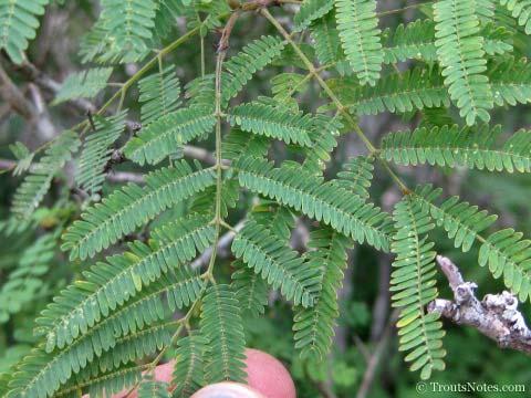 GUAJILLO (Acacia berlandieri) Arbusto menor de 1 m.