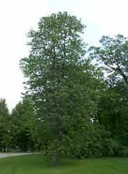 Tilia americana.(tilia americana L) Las hojas son grandes, de 10 15 cm, acorazonadas, con los lados desiguales en la base y con ápice puntiagudo. Los bordes son aserrados y festoneados.