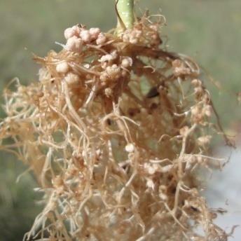 Leucaena leucocephala Phaseolus