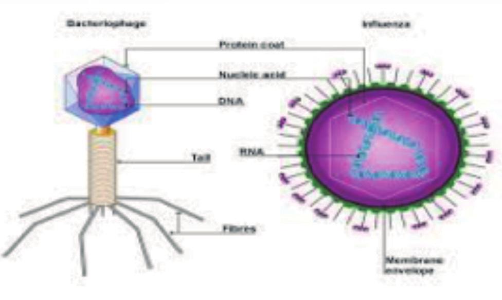 Método de Estudio de los Microorganismos 27 Fig.N-04. Estructura viral Fig.N0.05 Hongo Fuente: Higherbitesize Biology.