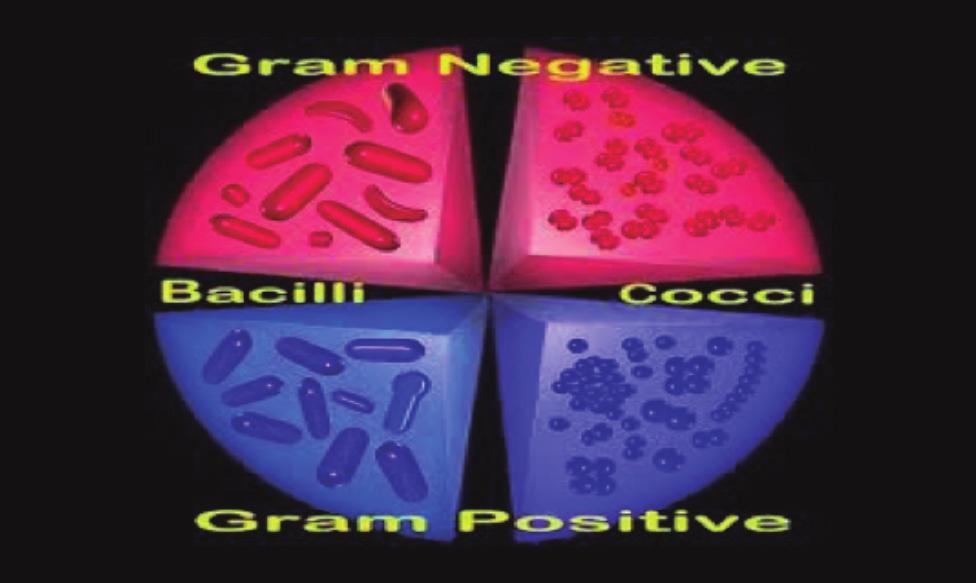 Tinción de Gram Objetivo Diferenciar bacterias gram positivas y gram negativas Fig. N0.08.Tinción de Gram en bacterias Fuente: Geocities.