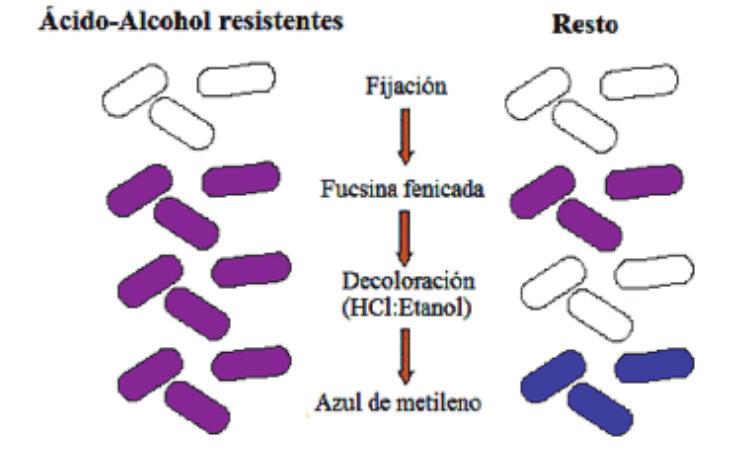 Tinción acido resistente Objetivo Demostrar la patogenicidad bacteriana Fig. N0.17 Tinción Ziehl Neelsen Ácido-Alrobol resistentes Resto Eliana Camarena.