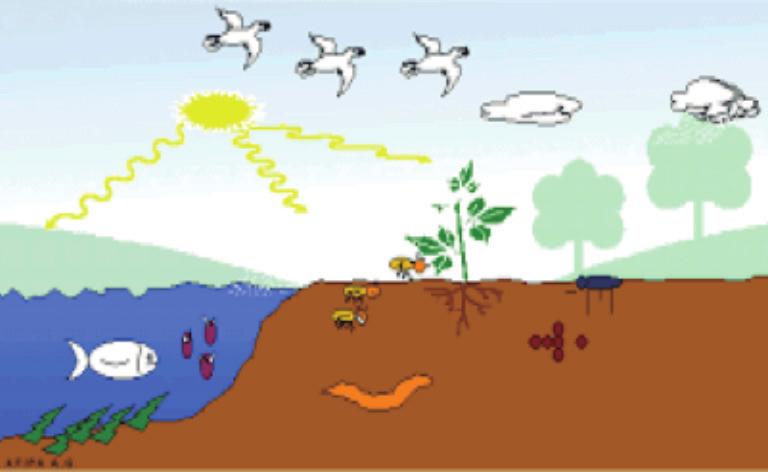 Distribución de microorganismos en el ambiente Objetivo Demostrar la presencia de microorganismos en el aire, en frutas, vegetales, cuerpo y boca. Fig. N0.