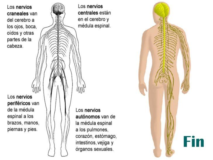 Sistema Nervioso Periférico El sistema nervioso periférico está formado por los nervios.