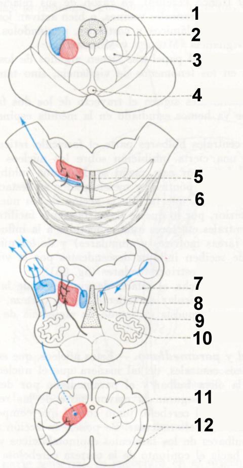 2. Núcleos laterales y paramedianos Estos núcleos se relacionan con las funciones del cerebelo.