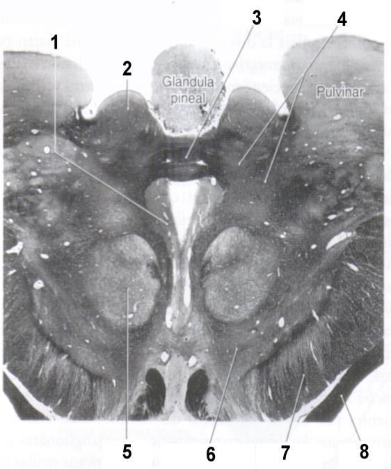 piso del IV ventrículo hasta alcanzar el cordón anterior de la medula.