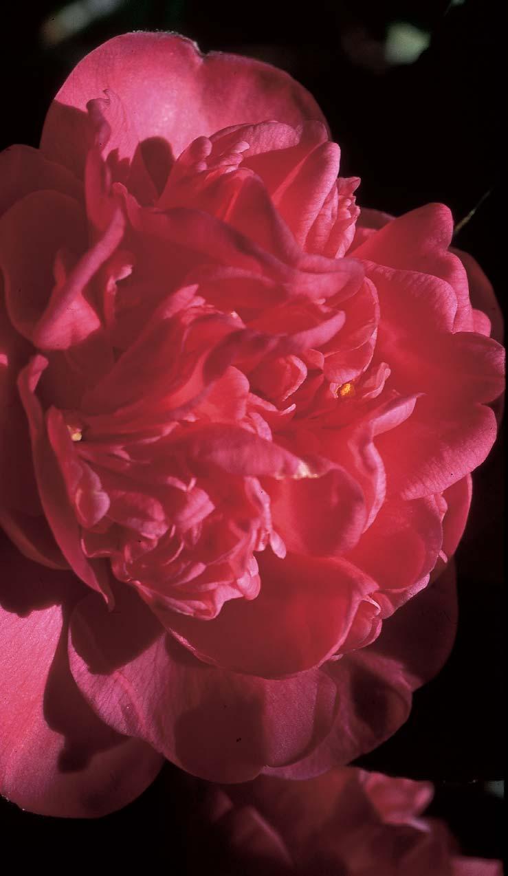 blooming "Lorena" Rose Wackelkarte Rosa Rose "Lorena" blüht auf Lentikular 