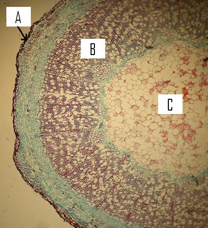 Figura 7.9. Corte transversal de un tallo joven de Sambucus sp., una angiosperma dicotiledónea. A) Peridermis en formación, B) anillo de xilema, C) médula central de parénquima.