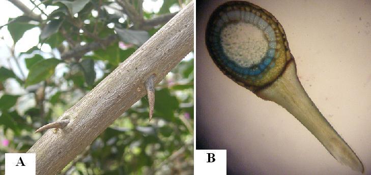 Figura 7.11. Protección física de los tallos. A) Las espinas del tallo de Bougainvillea sp. son órganos con tejido vascular que previenen la herbivoría.