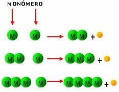 LAS MOLÉCULAS ORGÁNICAS Tienen carbono como elemento fundamental y son moléculas exclusivas de los seres vivos.