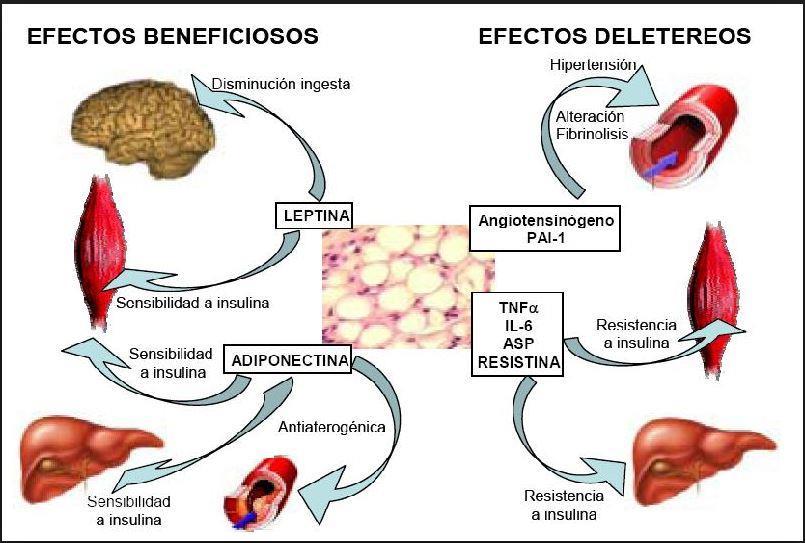 54 INTRODUCCIÓN Figura 4. Efectos metabólicos de las adipoquinas Imagen extraída de: Artola Menéndez S et al. Rev Pediatr Aten Primaria.