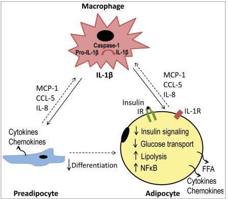 58 INTRODUCCIÓN Figura 6. Papel de la IL-1 en la reducción de la sensibilidad a la insulina a través del adipocito Imagen extraída de: Bing C. Adipocyte 2015; 4:149-52 (197) 2.2.2.2. 3.