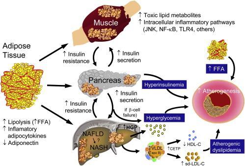 INTRODUCCIÓN 75 insulina y bloquean el efecto de la insulina sobre la translocación de los transportadores de glucosa GLUT-4 desde sus lugares de almacenamiento intracelular hacia la membrana