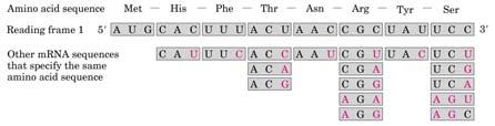 El orden de los aminoácidos en la cadena proteica (secuencia) determina la función de la nueva proteína.