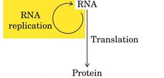 Mecanismos de las enfermedades dominantes Por mutación que resulta en una pérdida de función en proteínas reguladoras o de señalización celular. Por pérdida de una proteína estructural.