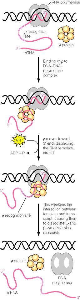 Fase de terminación A) las regiones transcritas de los moldes de DNA contienen señales de terminación.