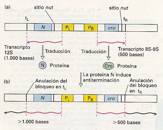 N proteína codificada por el fago landa que impide la terminación de la transcripción NUT (N-utilization) secuencia específica