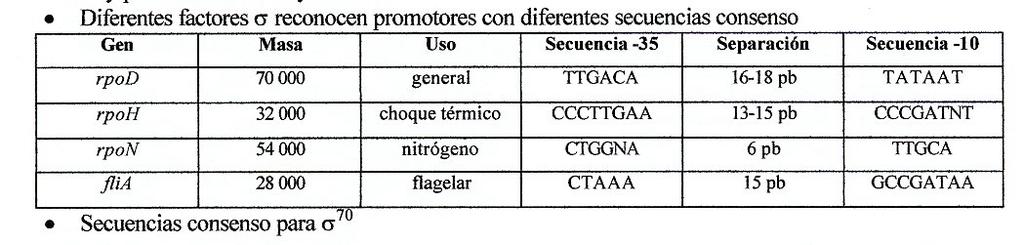 a) Localiza en el DNA los centros de iniciación.