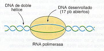 iónica) - formación de un complejo promotor abierto (características del complejo) -se desenrolla el DNA desde 10 a + 1 -complejo bastante estable Ka = (10)12 M-1 -estable al aumento de la fuerza
