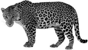 Cómo obtiene información la gacela de la presencia del leopardo? Y el leopardo? Describe cómo podría responder el leopardo en esta situación. 2 Busca el significado de los siguientes términos.
