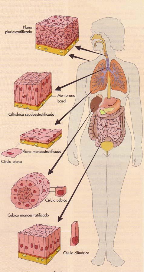 Tipos de epitelios de revestimiento 1. EPITELIOS MONOESTRATIFICADOS - PLANO (Vasos sanguíneos). - CÚBICO (Tubos colectores, ovario).