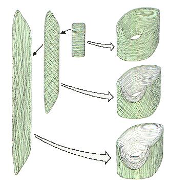 Diagrama de capas sucesivas de microfibrillas y