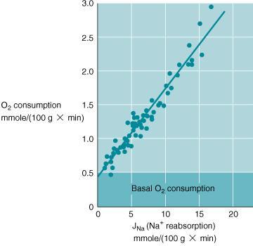 Dependencia del consumo de O 2 sobre el transporte de Na + La reabsorción de Na + (J Na ) se varió cambiando la GFR, administrando diuréticos, o imponiendo hypoxia.