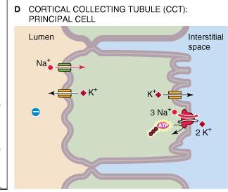 Las células intercaladas secretan H + o HCO 3 - y son muy importantes en la regulación ácido básica.