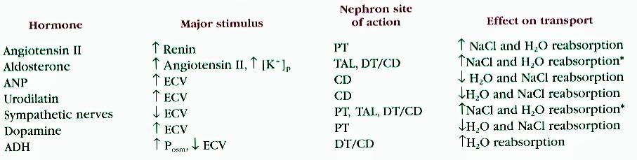 Hormonas que regulan la reabsorción de NaCl y agua a lo largo del nefrón Todas las hormonas listadas actúan en minutos con excepción de la aldosterona que