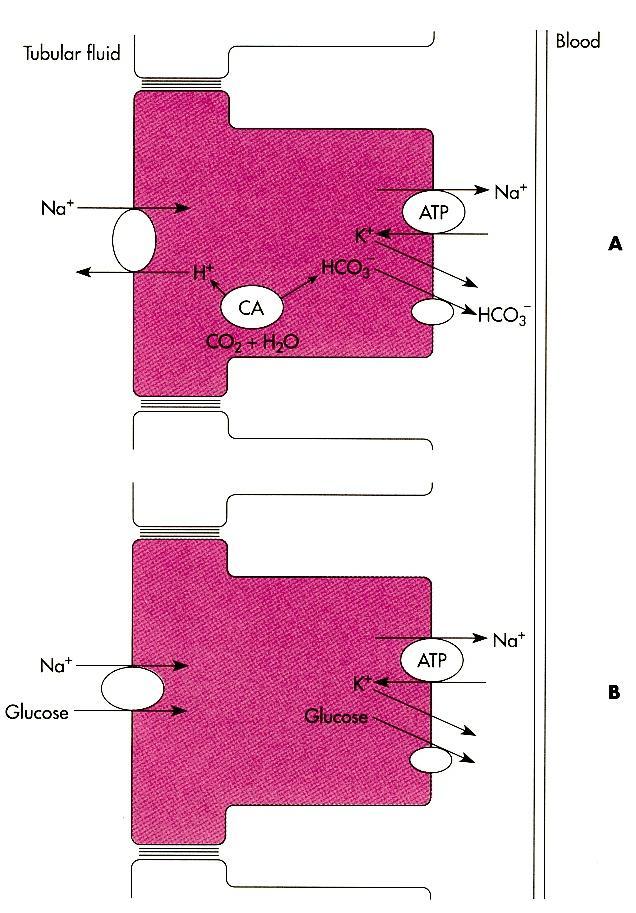 Procesos de transporte de Na + en la primera mitad del túbulo proximal.