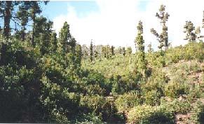Ilex canariensis 5% Myrica faya 10% Eucaliptus globulus 12% Pinus canariensis 21% Erica arborea 49% Prunus spp 2% Otras especies 1% Pies regenerados por categoría