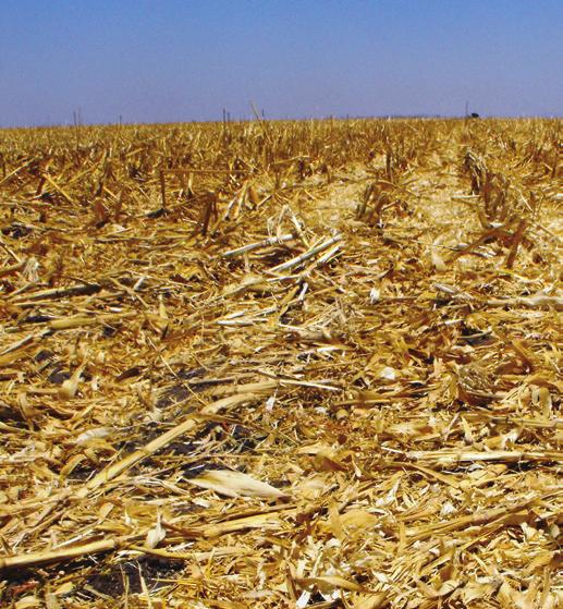 Recuerde que por cada tonelada de maíz cosechado se generan entre 1.2 1.4 toneladas de rastrojo.