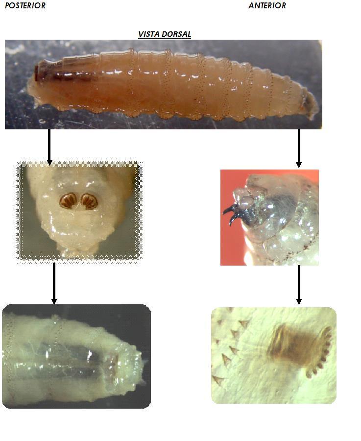 3.7 Se debe remitir una fotografía de las larvas, previo al envío de la muestra, al correo electrónico internacional@copeg.