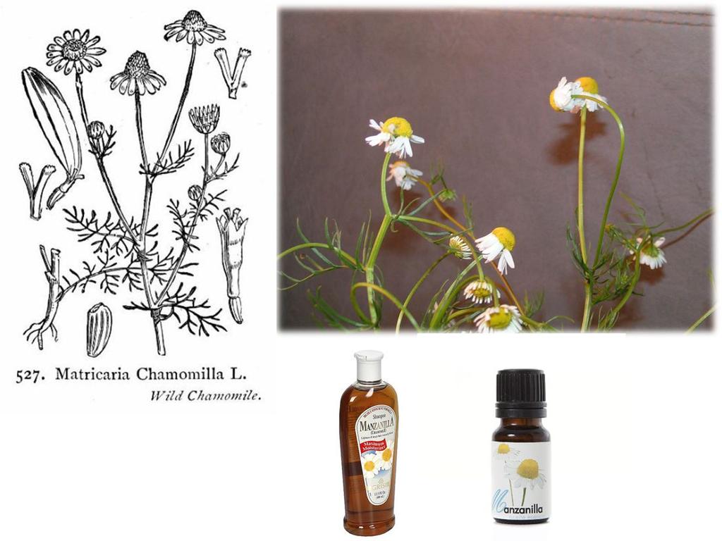 camazuleno -bisabolol Matricaria chamomilla Droga: capítulos florales desecados (sumidad florida).