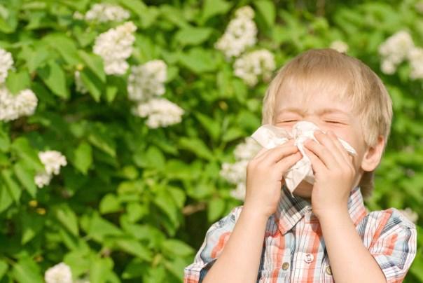 Las vacunas contra las alergias (inmunoterapia) algunas veces se recomiendan si la persona no puede evitar el polen y si sus síntomas son difíciles de controlar.