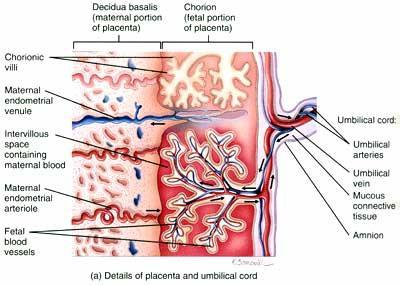 Implantación placentaria Porción materna