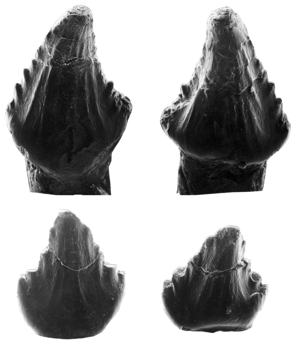 Barrett y Sánchez-Villagra gieren que estos restos fósiles aunque tienen un parentesco cercano al Lesothosaurus de África, no pertenecen a este género.
