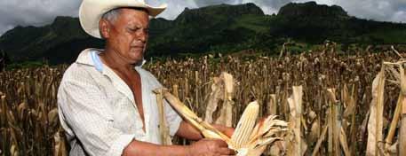 INTRODUCCIÓN Distintos actores de la cadena de valor de maíz participaron en el taller Vinculación de los Servicios de la Secretaría de Agricultura y Ganadería (SAG) a las demandas de las Cadenas