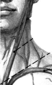Toma de pulso: Se realiza entre el borde supero anterior del esternocleidomastoideo y la parte posterior de la tráquea, ya que en esta zona no están cubiertas por el músculo.