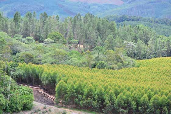 Introducción La División Forestal de Smurfit Kappa en Colombia (SK), tiene por objetivo establecer, manejar y cosechar plantaciones en terrenos de aptitud forestal propios y de asociados, con
