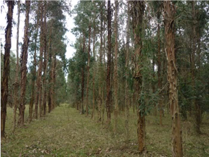 M&M (1) Eucalyptus globulus ssp globulus Sistema Producción Convencional (SPC) Sistema