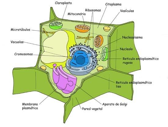 24.- De las siguientes células identifica qué célula es la animal, cuál es la procariota y cuál es la