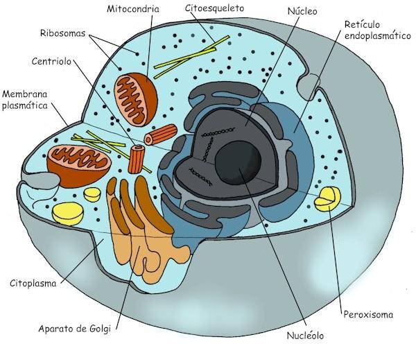 - Cuáles son las diferencias entre la célula animal de la célula vegetal? : 27.