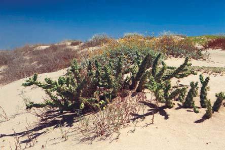 En el paso de una duna móvil a una estabilizada, primero existe una cubierta vegetal constituida por plantas herbáceas y después esta vegetación herbácea es sustituida por vegetación leñosa, tanto