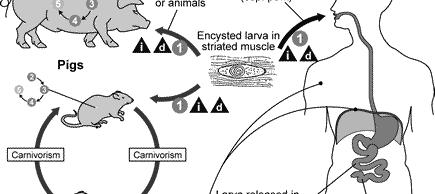 estriado CERDOS carnivorismo carnivorismo Larva liberada en intestino delgado Hospedero completo ROEDORES