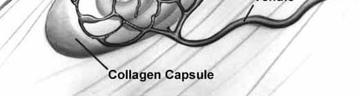 cápsula de colágeno Capilar del miocito en estado