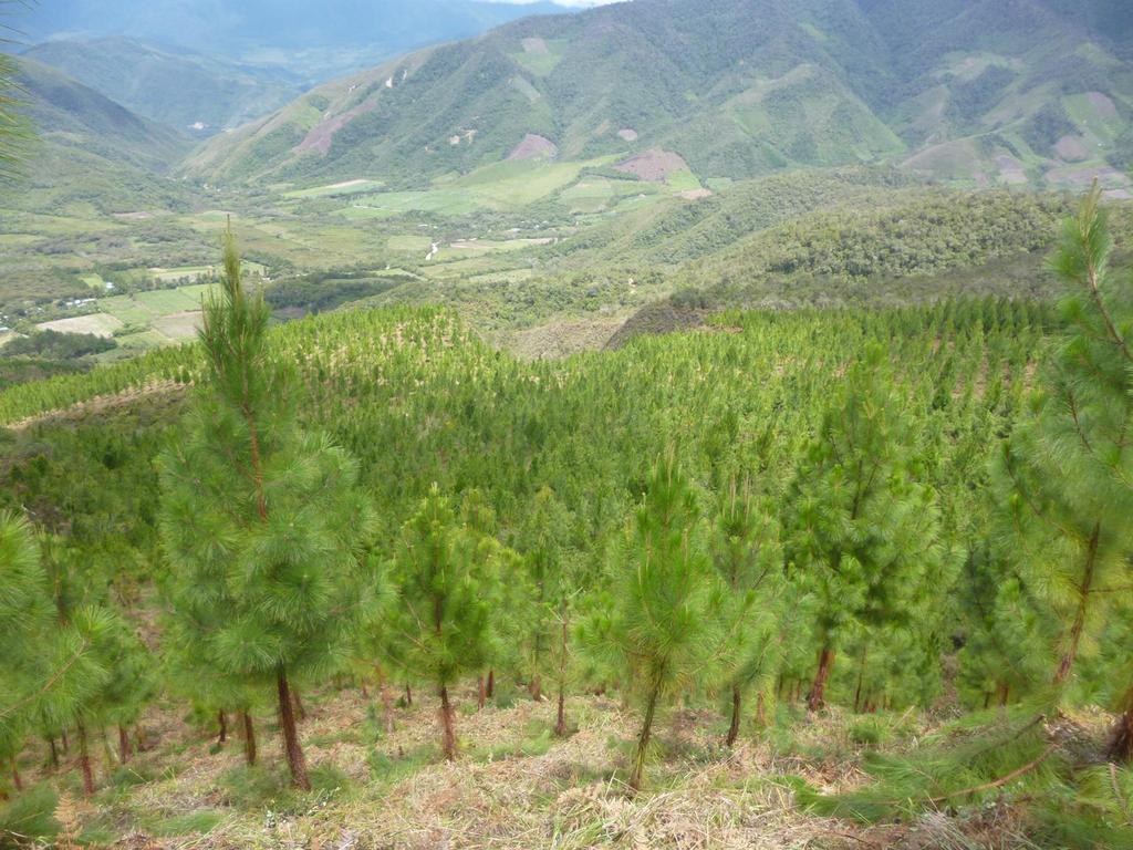 Oportunidades Nacionales: Actividad Forestal El Perú es un país de bosques pero no FORESTAL (aporta poco al PBI, tiene escasa